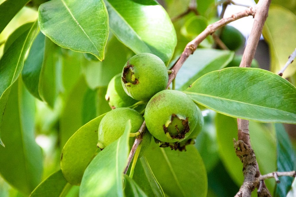 13 Amazing Benefits of Guava Leaves
