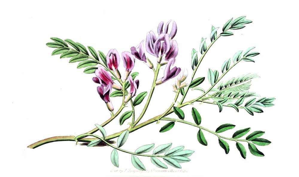 Astragalus