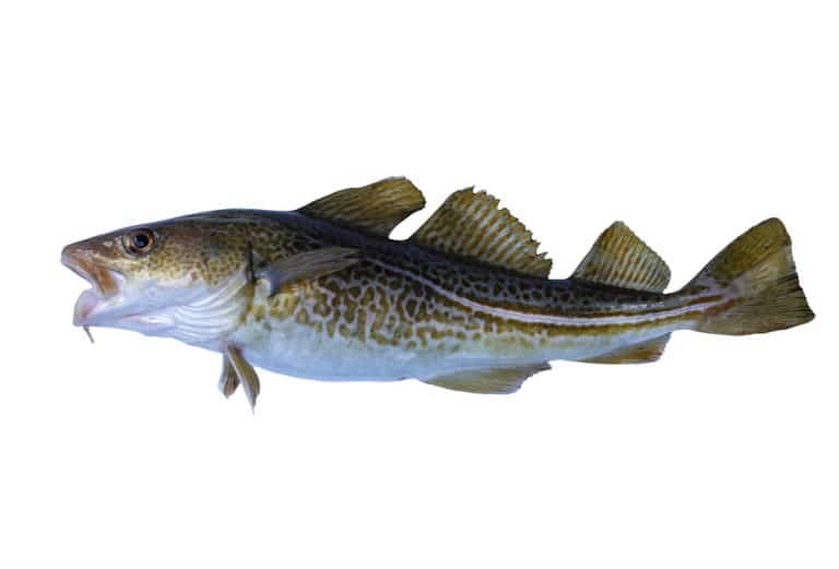 Cod Fish