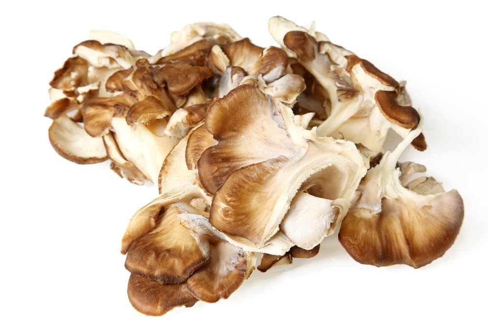 Maitake Mushroom