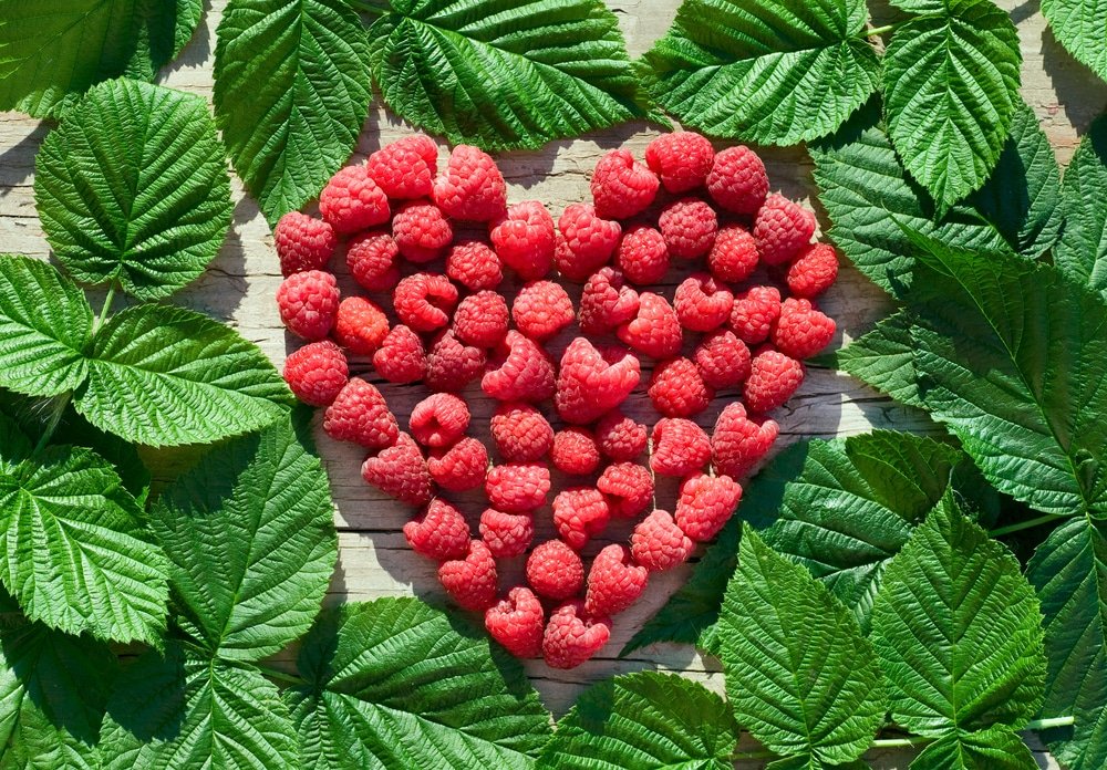 Red Raspberry Leaf