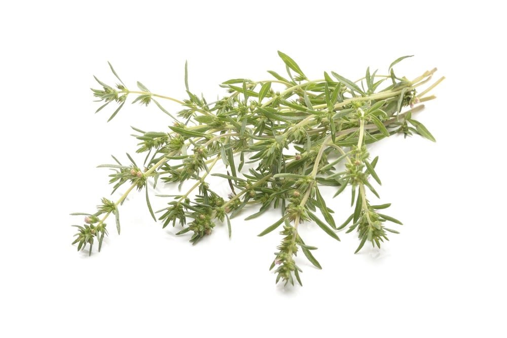 Summer Savory