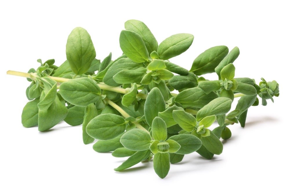 Sweet Marjoram