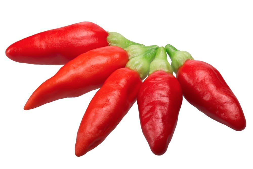 Tabasco pepper