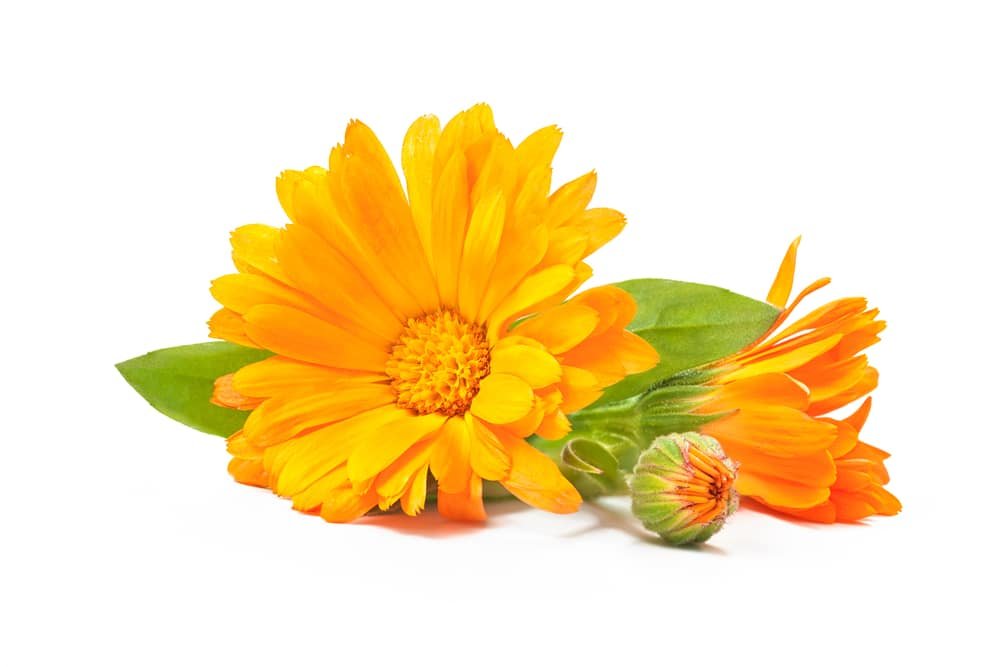 Calendula