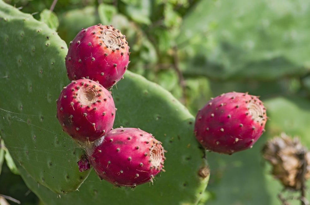 Ripe fruits of prickly pear