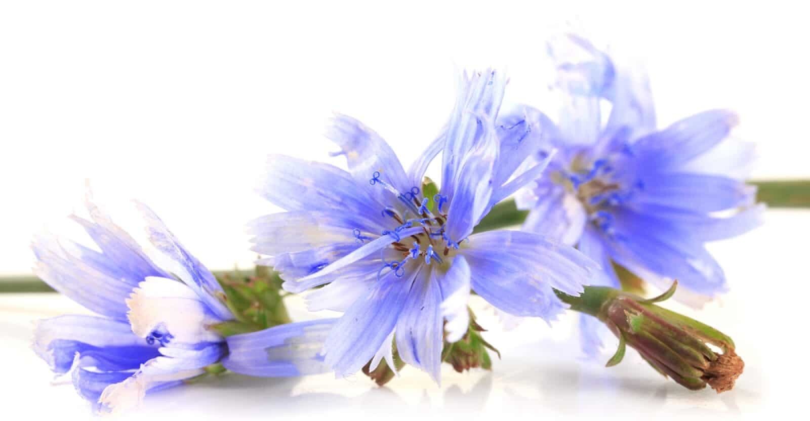 11-best-health-benefits-of-chicory-natural-food-series