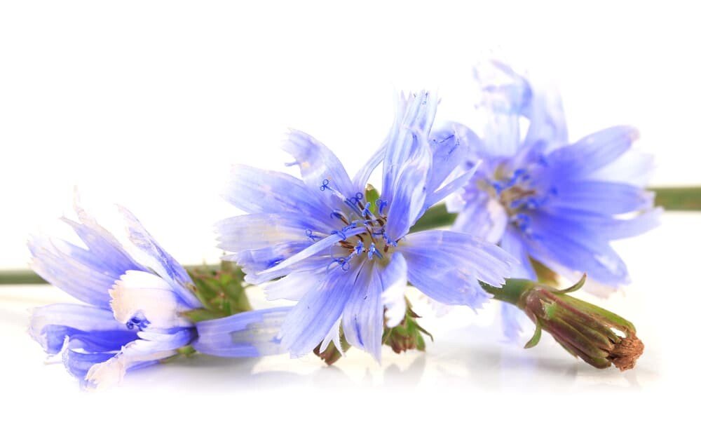 11 Amazing Health Benefits of Chicory