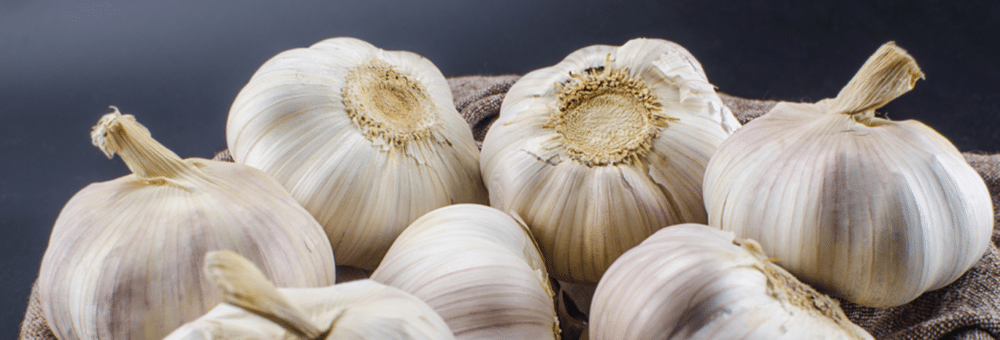 Garlic