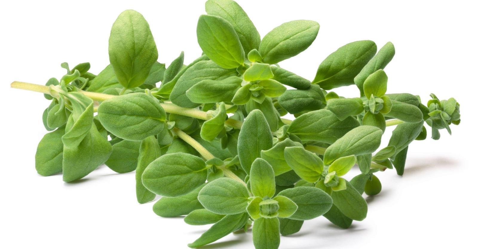 11-amazing-benefits-of-marjoram-natural-food-series