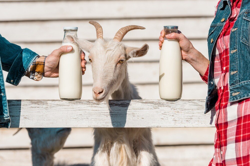 9 Amazing Benefits & Uses of Goat Milk