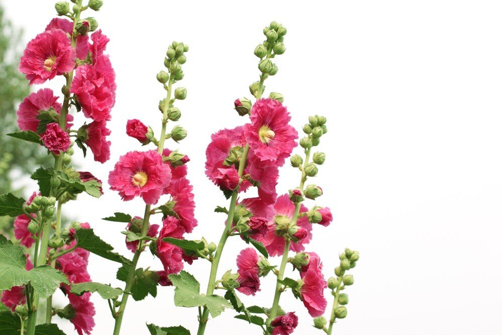 Benefits and Uses of Hollyhock