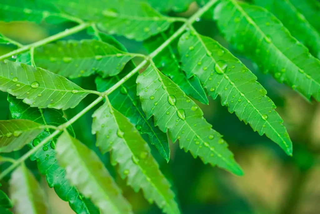 Benefits of Neem Leaves