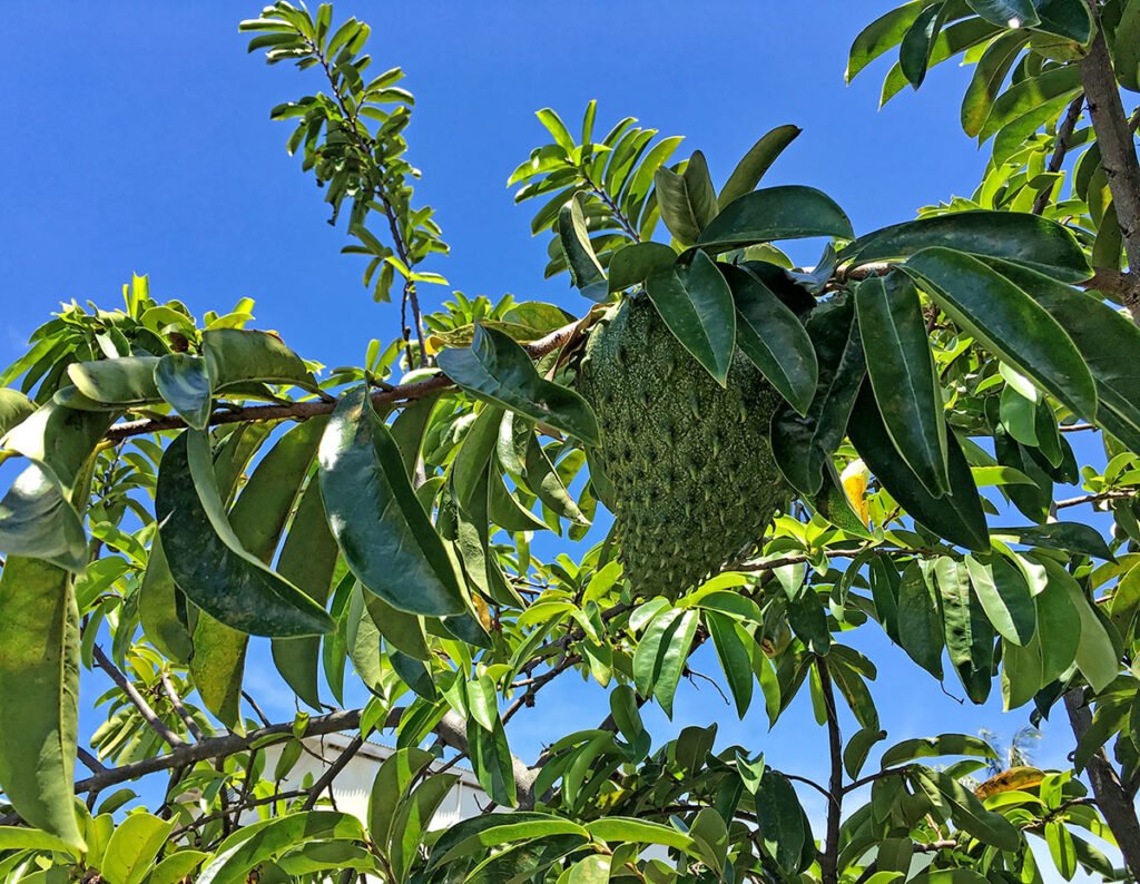 Soursop Leaves: Benefits, Uses, and Precautions