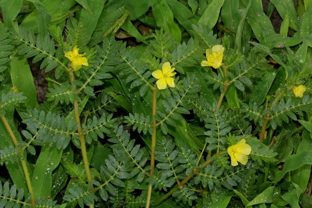 Tribulus Terrestris