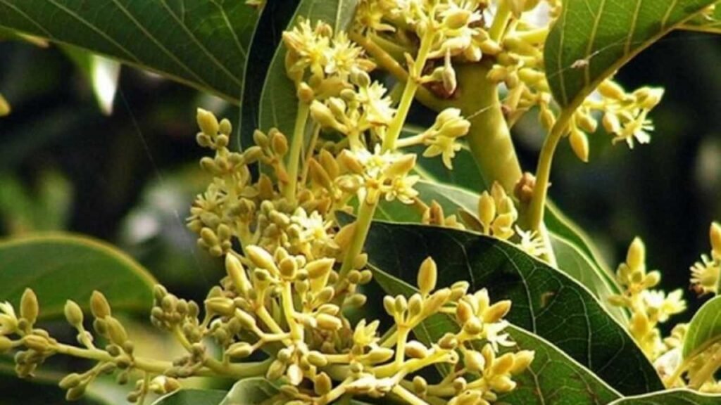 7 Muira Puama Benefits: For Sexual health, Stress and Anxiety