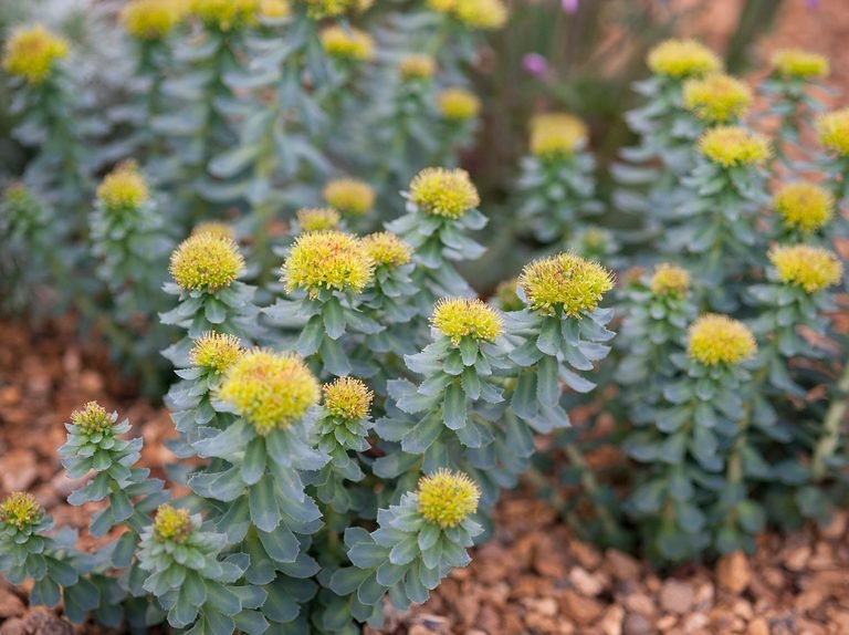 Rhodiola Rosea