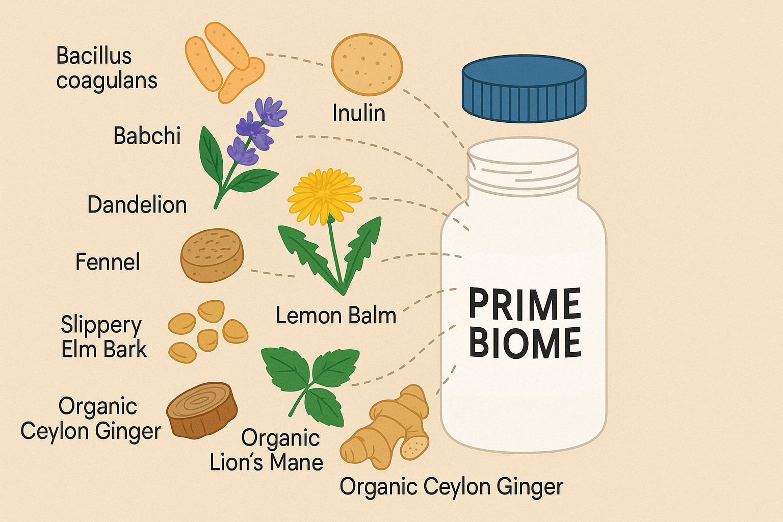 PrimeBiome Review